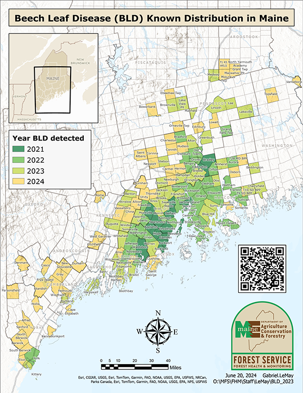 Beech Leaf Disease (BLD) Known Distribution in Maine: December 2023