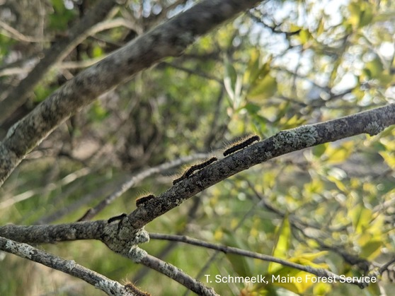 Photo of five browntail moth caterpillars traveling along the top of a branch, heading from left to right.