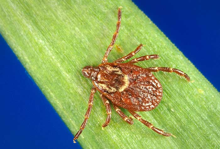 American dog tick female on a blade of grass