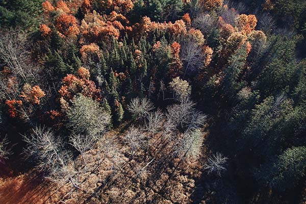 Maine forest mixed species