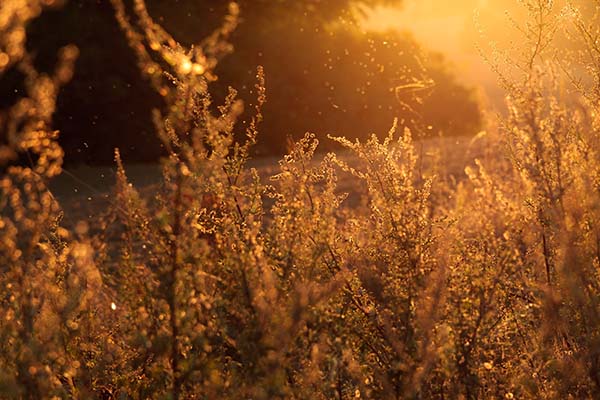 Pollen against strong sunlight