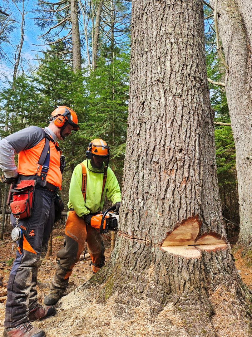 Loggers cutting into a tree with a chainsaw