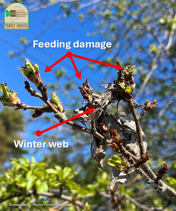 Photo of the end of a tree branch with feeeding damage on the newly emerging leave right above a browntail moth winter nest.