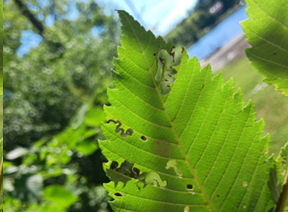 zigzag leaf damage pattern from a Elm Zigzag Sawfly