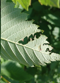 zigzag leaf damage pattern on underside of leaf from a Elm Zigzag Sawfly