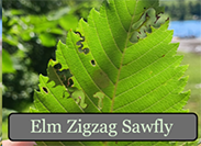 elm leaf eaten by elm zigzag sawfly