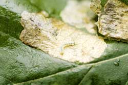 birch leafminer larva