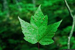 red maple leaf with galls