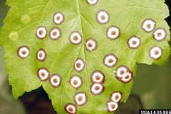 eyespot gall on red maple leaf