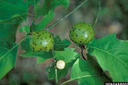 galls on oak