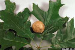 oak apple gall