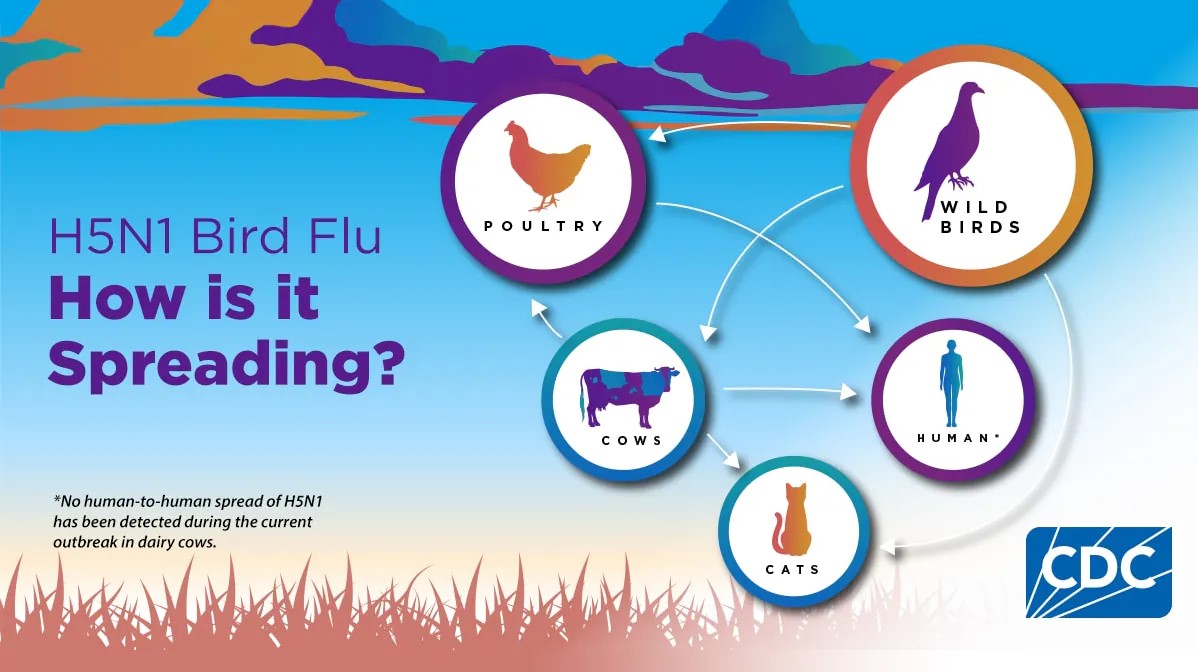 H5N1 virus spread diagram showing spread of virus from wild birds to poultry, cows, and cats and spread from poultry to humans and spread from cows to poultry, humans, and cats