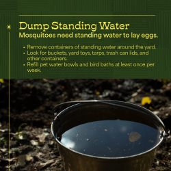 Dump standing water. Mosquitoes need standing water to lay eggs.