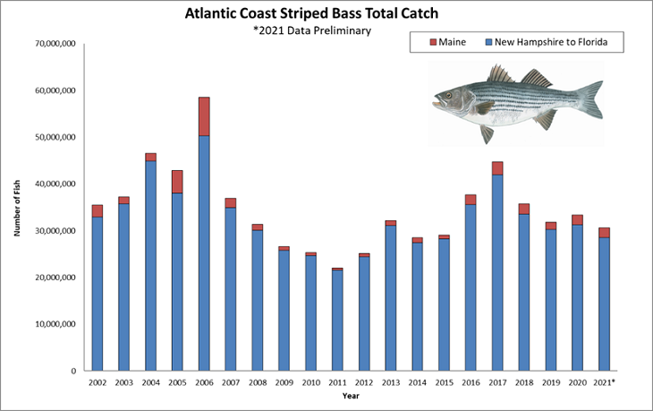 Recreational Landings of Striped Bass  Department of Marine Resources