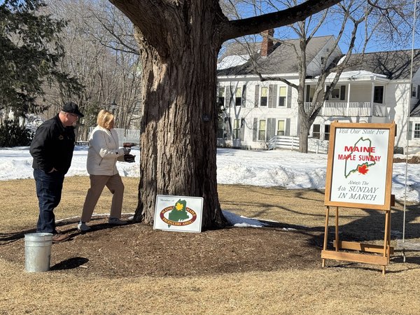 Governor Mills drills the hole for a tap in a Maple tree