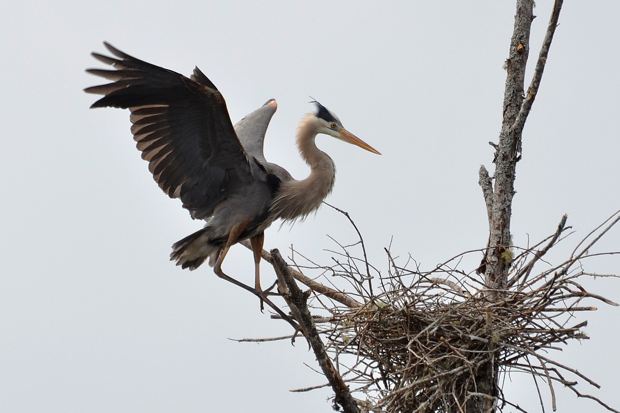 ​Adult Great Blue Heron at nest. Photo by HERON volunteer, Gail Smith. ​