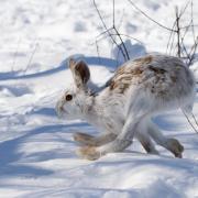 snowshoe hare