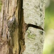 brown creeper