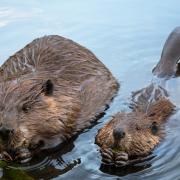 beaver with kit