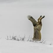 red fox hunting in snow