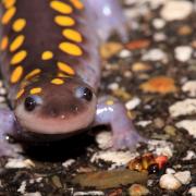 spotted salamander