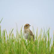 saltmarsh sparrow