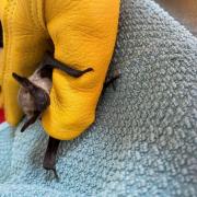 Big brown bat