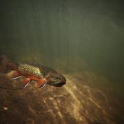 brook trout swimming underwater