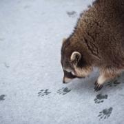 Raccoon sniffing tracks