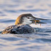 A common loon in winter plumage foraging in the ocean.