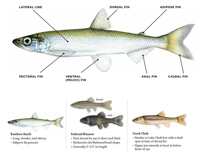 Baitfish Information Laws & Rules Fishing Fishing & Boating Maine