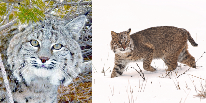Bobcat Mammals Species Information Wildlife Fish Wildlife Maine 