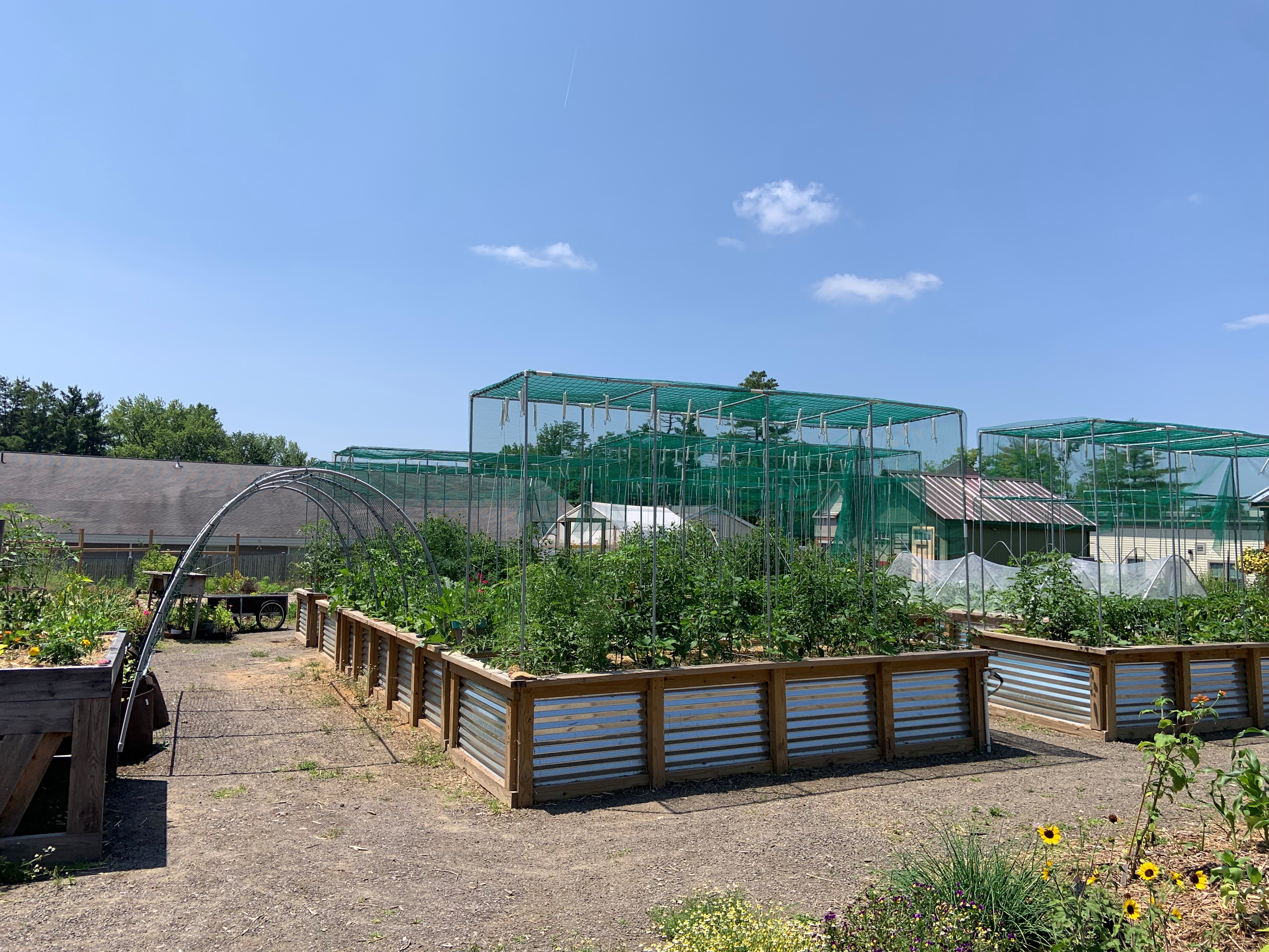 Garden beds filled with greenery and topped with trellises.