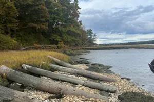 Logs lined up on a shore with pine trees.